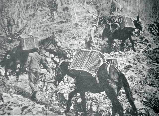 <p>5ª Gebirgsjäegerdivision - Colonna di muli sul fronte italiano.</p>