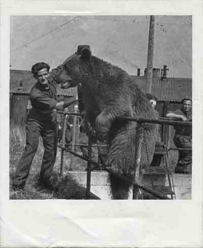 <p>L’orso Wojtek ormai adulto durante la campagna d’Italia.</p>